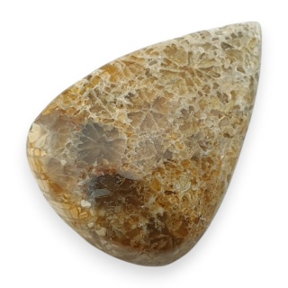 Fossil coral cabochon 24x17 mm no 25