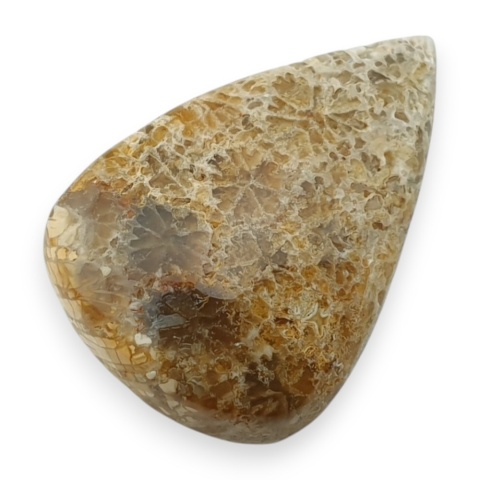 Fossil coral cabochon 24x17 mm no 25
