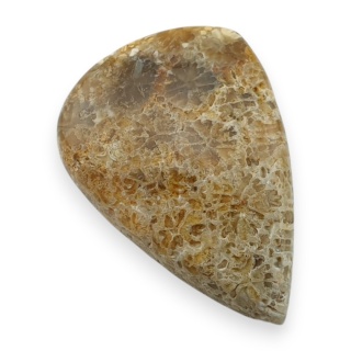 Fossil coral cabochon 24x17 mm no 25