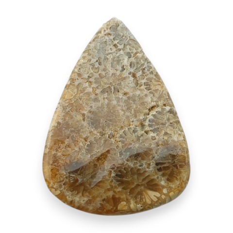 Fossil coral cabochon 24x17 mm no 25