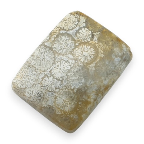 Fossil koralowiec kaboszon 24x18 mm nr 54