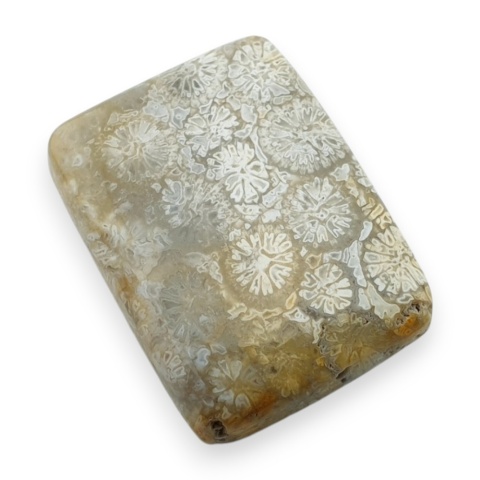 Fossil koralowiec kaboszon 24x18 mm nr 54