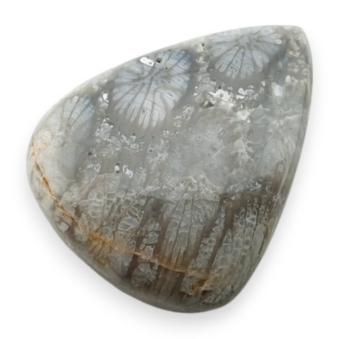 Fossil koralowiec kaboszon 24x19 mm nr 74