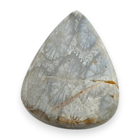 Fossil koralowiec kaboszon 24x19 mm nr 74