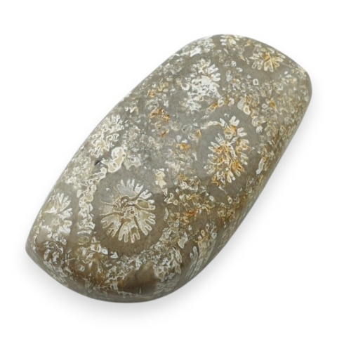 Fossil koralowiec kaboszon 25x14 mm nr 111