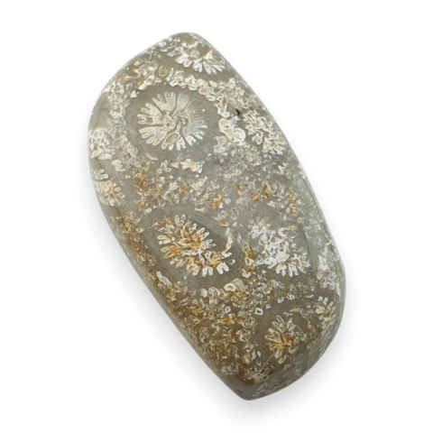 Fossil koralowiec kaboszon 25x14 mm nr 111
