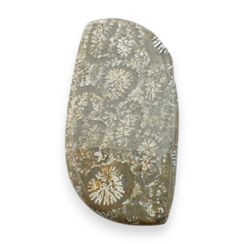 Fossil koralowiec kaboszon 25x14 mm nr 111