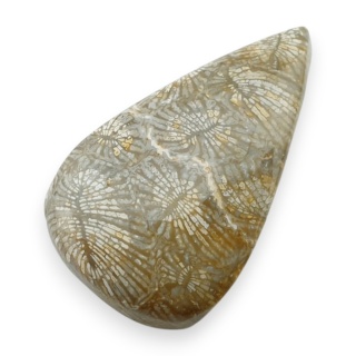 Fossil coral cabochon 25x15 mm no 116