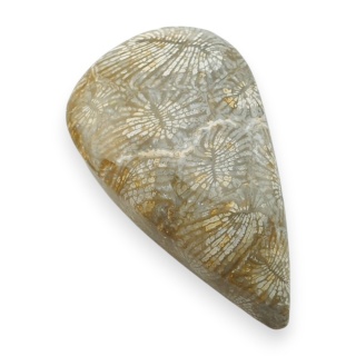 Fossil coral cabochon 25x15 mm no 116