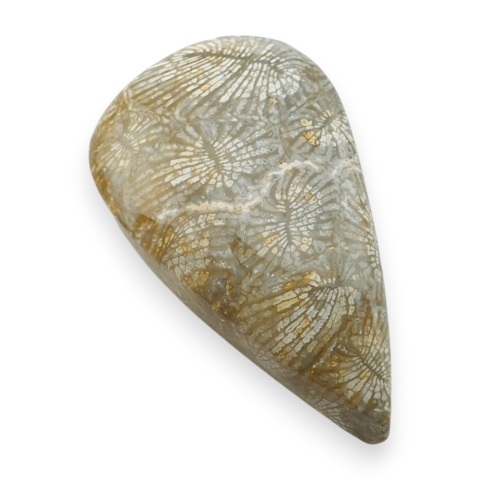 Fossil koralowiec kaboszon 25x15 mm nr 116