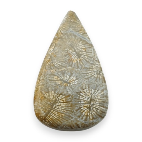 Fossil koralowiec kaboszon 25x15 mm nr 116