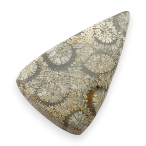 Fossil koralowiec kaboszon 25x16 mm nr 118