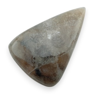 Fossil coral cabochon 25x17 mm no 112