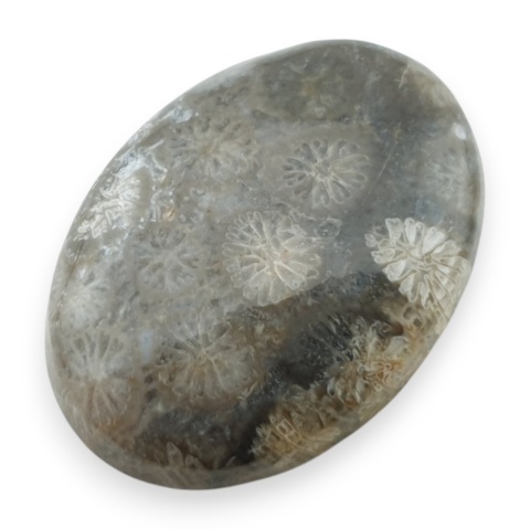 Fossil koralowiec kaboszon 25x18 mm nr 40