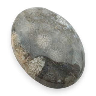 Fossil coral cabochon 25x18 mm no 40