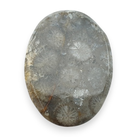 Fossil koralowiec kaboszon 25x18 mm nr 40