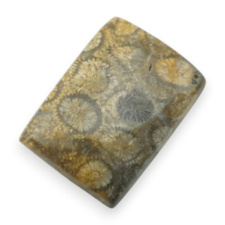 Fossil coral cabochon 25x18 mm no 68