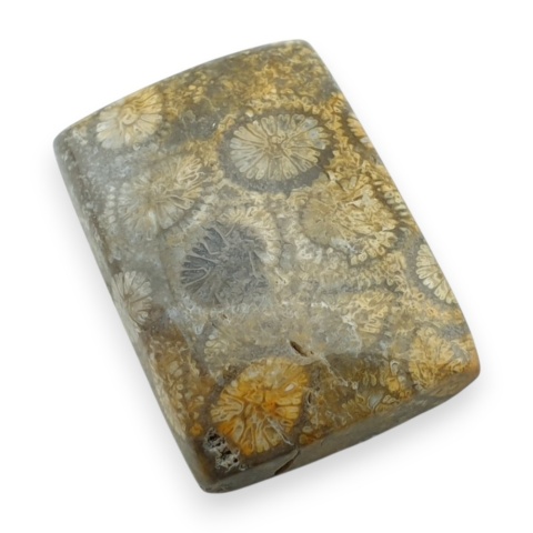 Fossil koralowiec kaboszon 25x18 mm nr 68