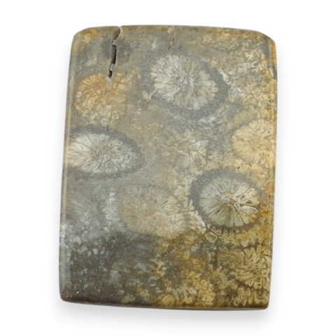 Fossil koralowiec kaboszon 25x18 mm nr 68