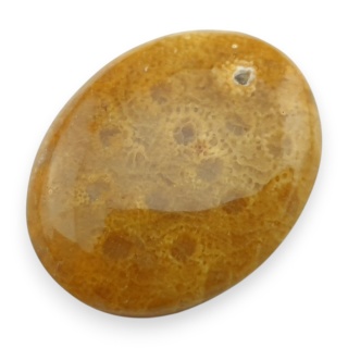 Fossil coral cabochon 25x20 mm no 78