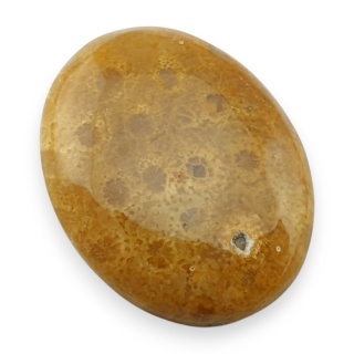 Fossil coral cabochon 25x20 mm no 78