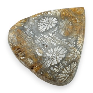 Fossil coral cabochon 25x23 mm no 71