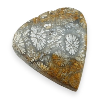 Fossil coral cabochon 25x23 mm no 71