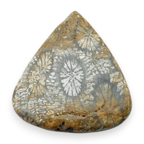 Fossil coral cabochon 25x23 mm no 71