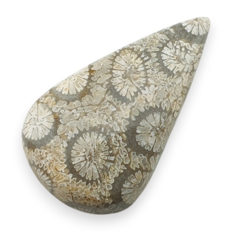 Fossil coral cabochon 26x15 mm no 45