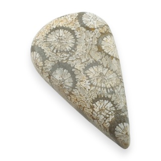 Fossil coral cabochon 26x15 mm no 45