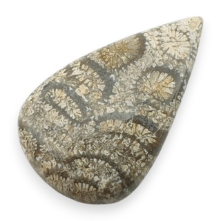 Fossil coral cabochon 26x16 mm no 100