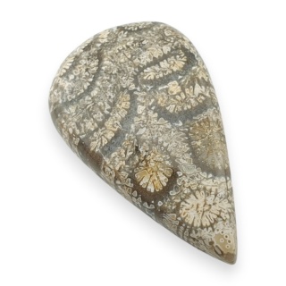 Fossil coral cabochon 26x16 mm no 100