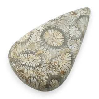 Fossil coral cabochon 26x16 mm no 51