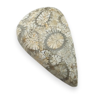 Fossil coral cabochon 26x16 mm no 51