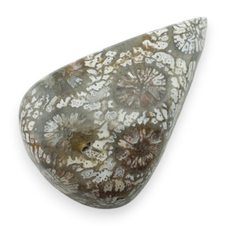Fossil coral cabochon 26x17 mm no 21