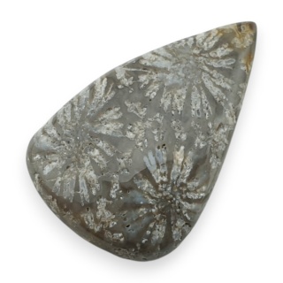 Fossil coral cabochon 26x17 mm no 67