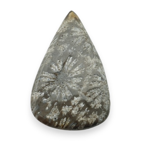 Fossil koralowiec kaboszon 26x17 mm nr 67
