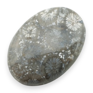 Fossil coral cabochon 26x18 mm no 107