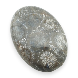 Fossil coral cabochon 26x18 mm no 107