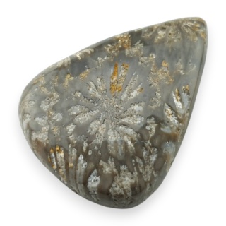 Fossil coral cabochon 26x19 mm no 20