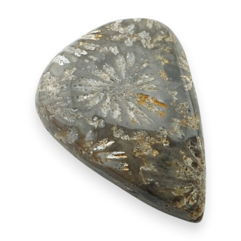 Fossil koralowiec kaboszon 26x19 mm nr 20
