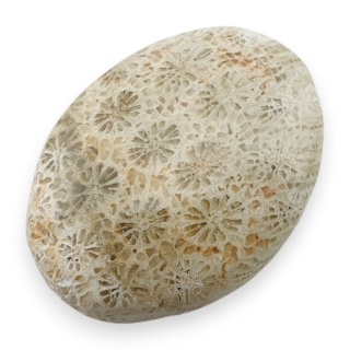 Fossil coral cabochon 26x19 mm no 32
