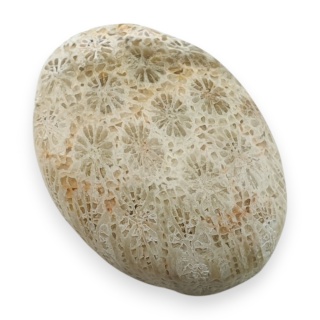 Fossil coral cabochon 26x19 mm no 32