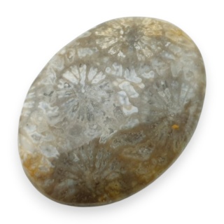 Fossil coral cabochon 26x19 mm no 56