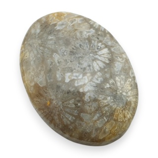 Fossil coral cabochon 26x19 mm no 56