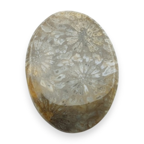 Fossil coral cabochon 26x19 mm no 56