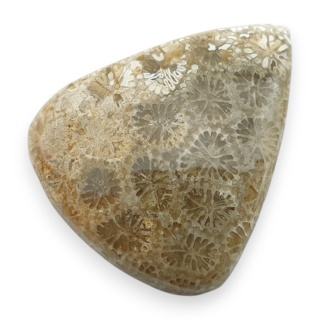 Fossil coral cabochon 26x21 mm no 34