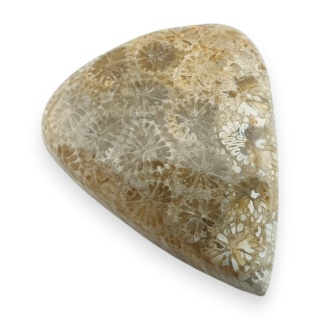 Fossil coral cabochon 26x21 mm no 34
