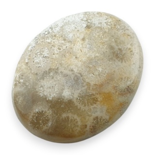 Fossil coral cabochon 26x21 mm no 7