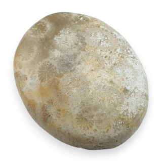 Fossil coral cabochon 26x21 mm no 7